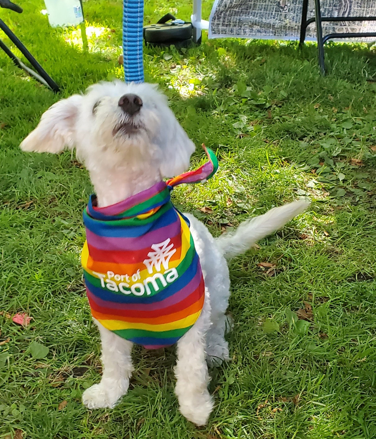 A small white dog in a Port of Tacoma branded pride hoodie