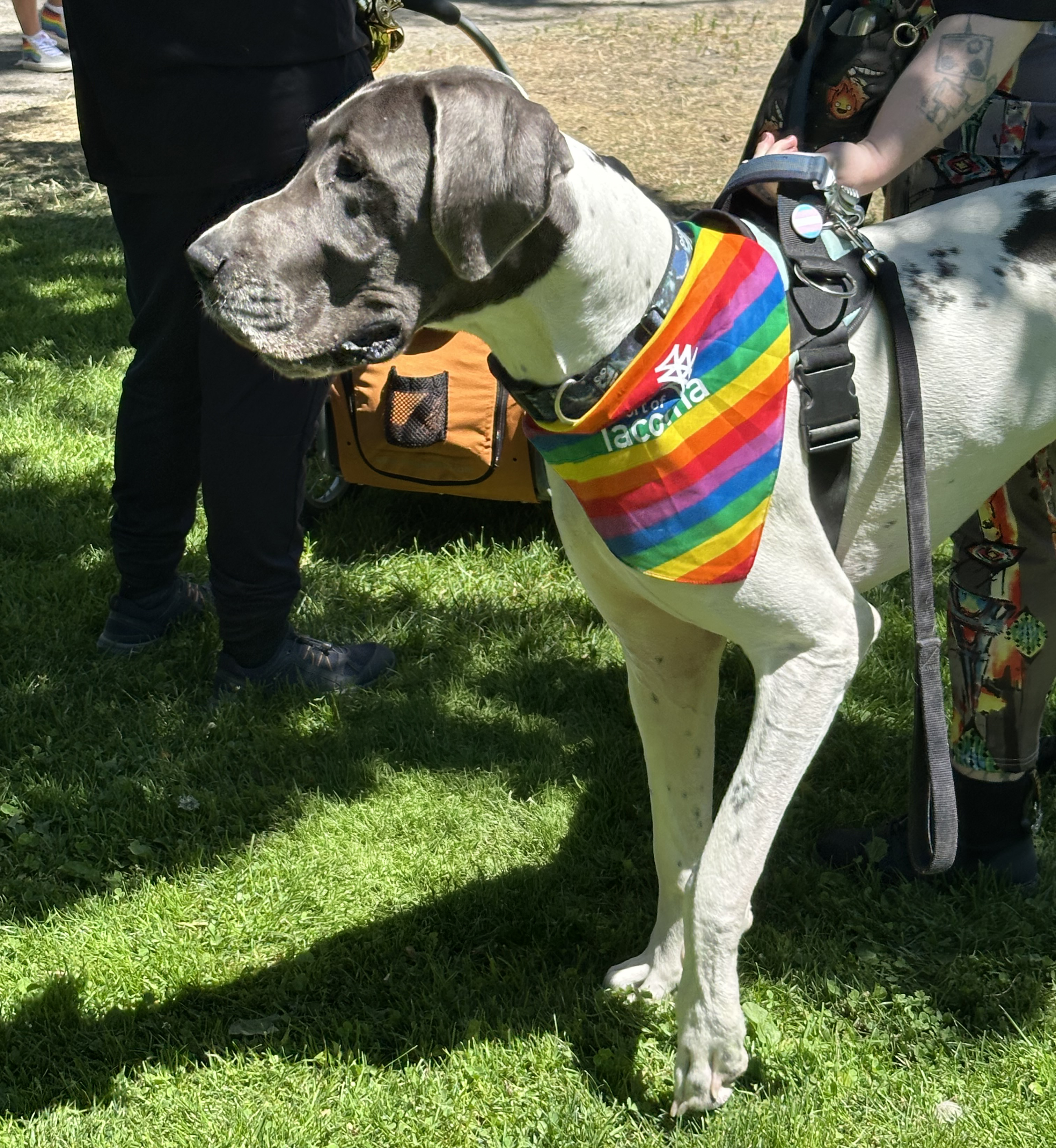 A large dog in a pride bandana.
