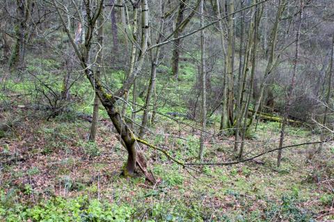 Julia's Gulch habitat site