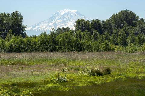 The Gog-le-hi-te wetlands