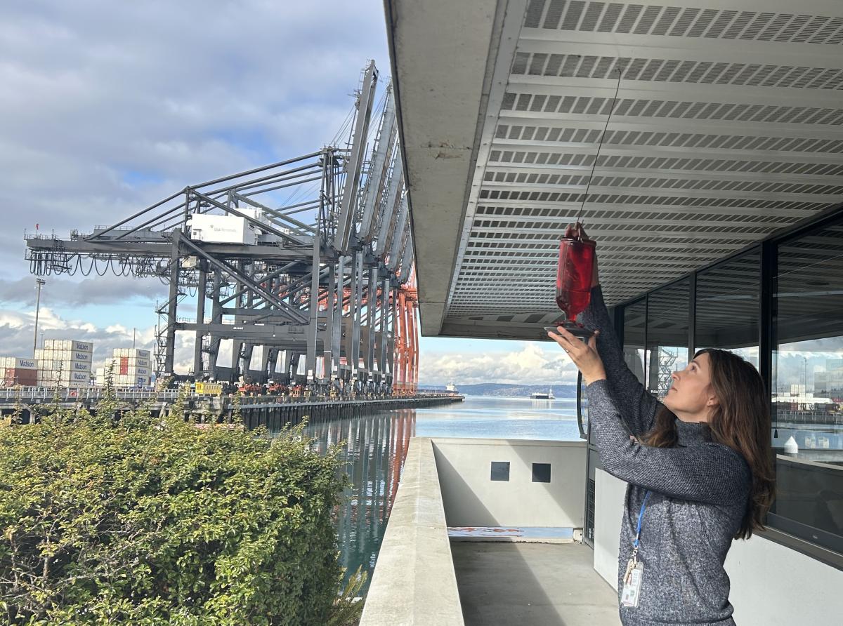 The Port Biologist hangs the Port's hummingbird feeder