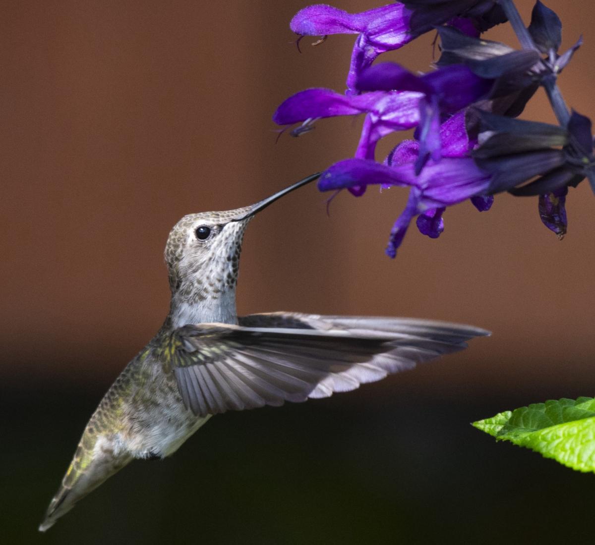 Anna's Hummingbird and purple flowers