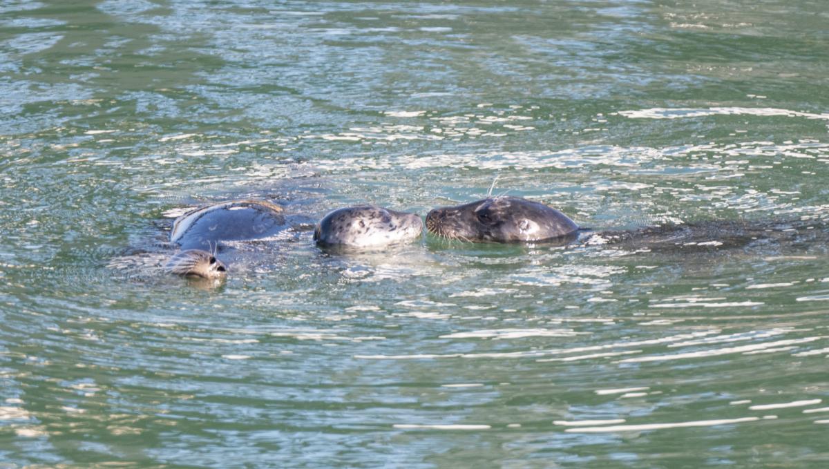 Seals swim in the Port's waterways