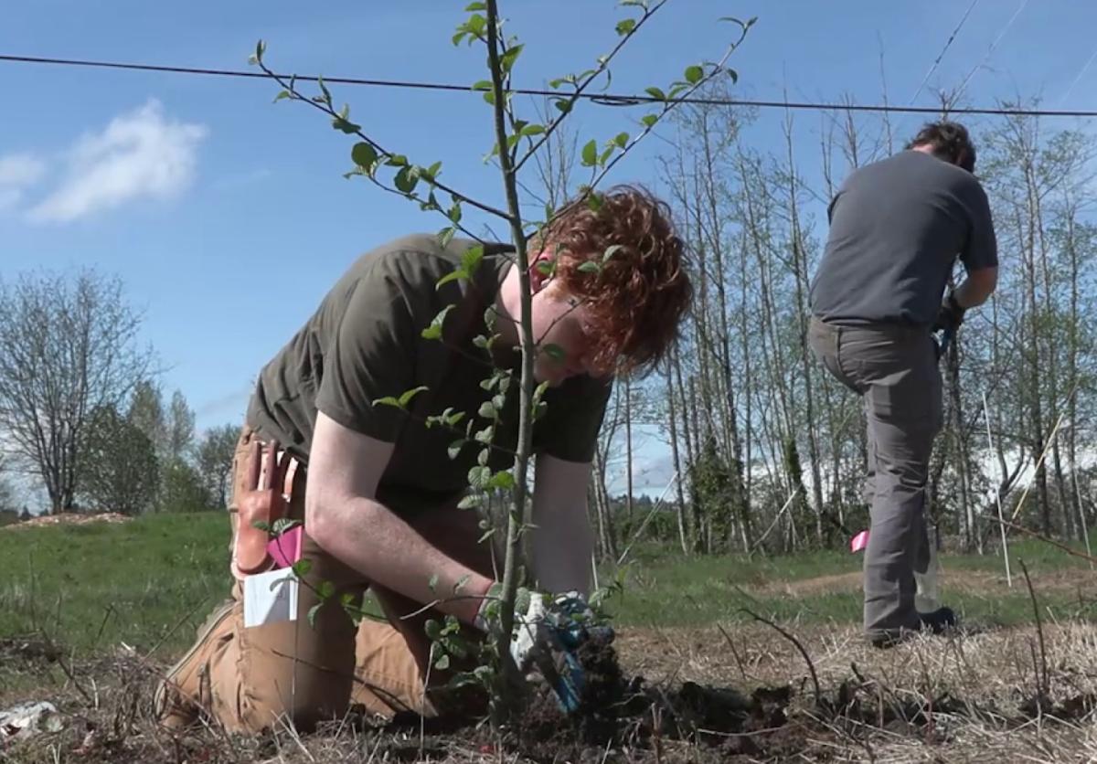 Students from Green River College and members of Northwest Youth Corps assisted with the sentinel tree planting project