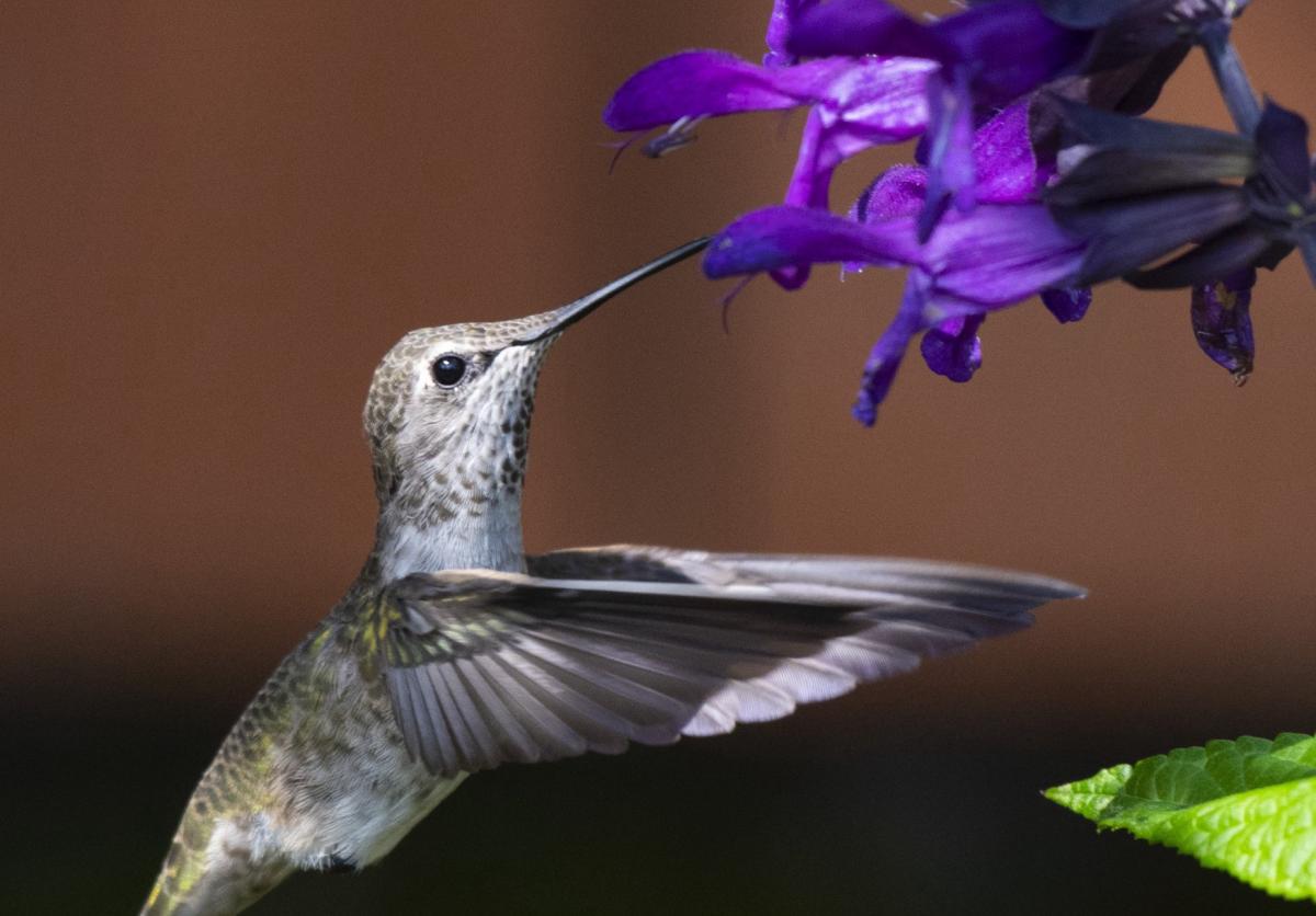 Anna's Hummingbird and purple flowers